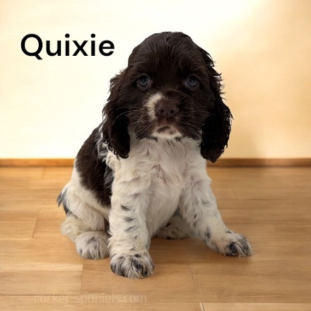 puppy, for, sale, Cockalier, Joe & Cherri  Overlease, dog, breeder, Miller, MO, dog-breeder, puppy-for-sale, forsale, nearby, find, puppyfind, locator, puppylocator, aca